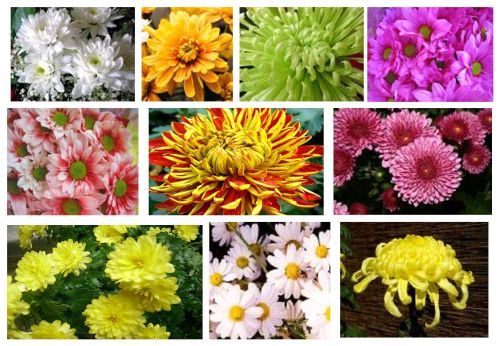 mothers day flowers to colour in. Flower arrangement: long