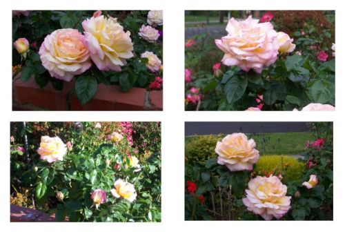 peace-roses