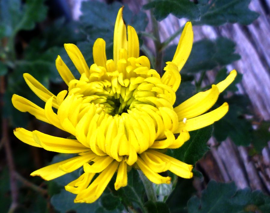 Chrysanthemum – Remembrance  Kiyanti200839;s Weblog