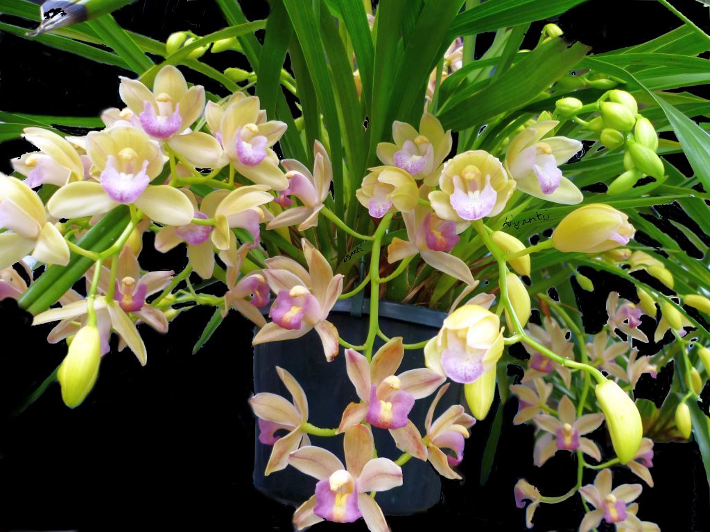 3 Orchids Kiyanti2008 s Weblog