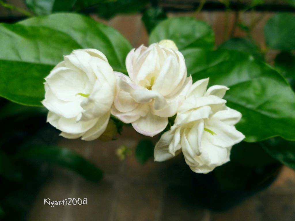 Jasminum sambac Arabian Jasmine  Bunga  Melati  Susun 